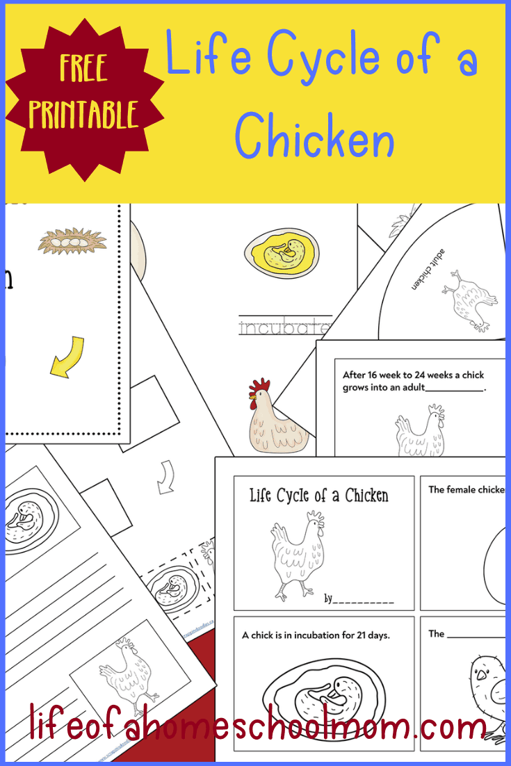 Free Printable Life Cycle of a Chicken